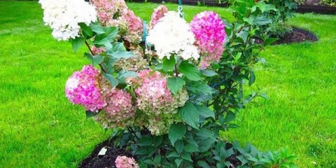 Vrtna hortenzija: sadnja i njega na otvorenom polju na uralu