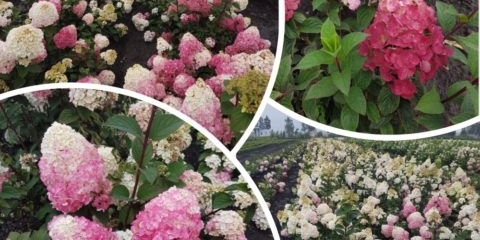 Hortenzija samara lydia: fotografija i opis sorte, sadnja i njega, recenzije