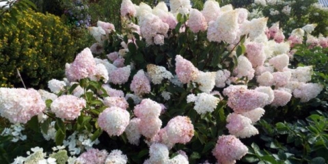 Hortenzija ljetna ljubav: opis, sadnja i njega