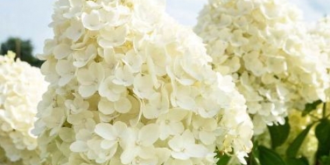 Ljetni snijeg hortenzije: opis, sadnja i njega, fotografija