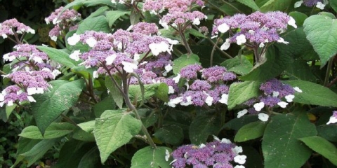 Gruba hortenzija: sorte, sadnja i njega, recenzije, fotografije