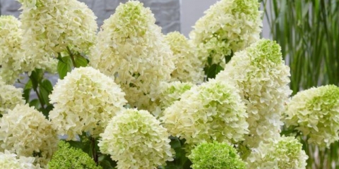 Hortenzija skyfall: opis, sadnja i njega, fotografija