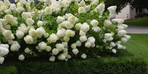 Hortenzija u lenjingradskoj regiji: sadnja i njega, sorte za sjeverozapad