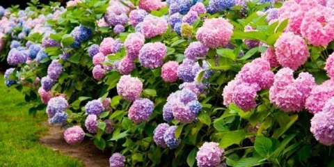 Hortenzija u sibiru: sadnja i njega, reprodukcija