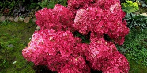 Hortenzija vanila fraze - opis, sadnja i njega