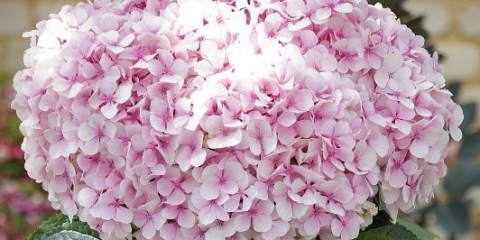 Hortenzija vječno ljeto: opis, sadnja i njega, zimska otpornost, recenzije