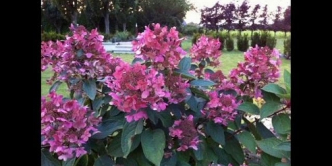 Hortenzija crvena - opis, sadnja i njega na otvorenom polju
