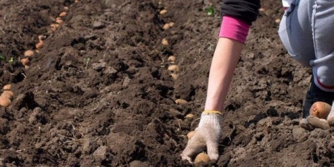 Priprema parcele za sadnju krompira