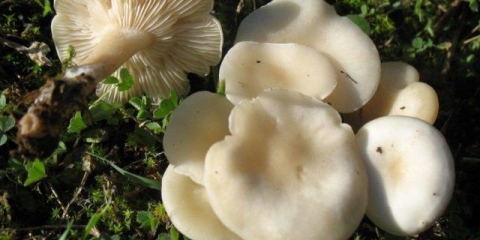 Bjelkasti govornik: opis i fotografija