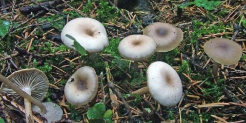 Blijedo obojeni govornik: opis i fotografija