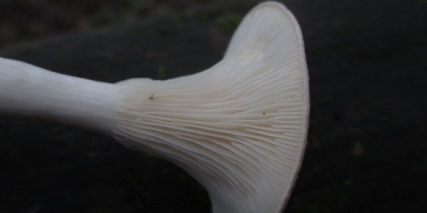 Govornik u obliku tanjira: opis i fotografija