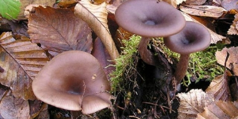 Goblec u obliku pehara: gdje raste, kako izgleda, fotografija