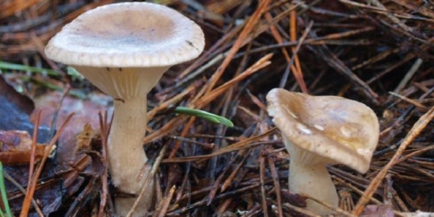 Klifonogarac: kako izgleda, fotografija