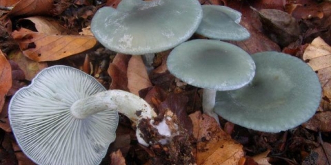 Mirisni govornik: opis, fotografija, gdje raste