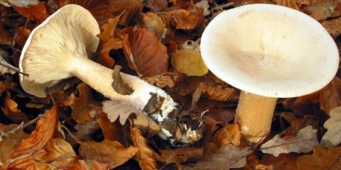 Savijeni govornik: fotografija i opis