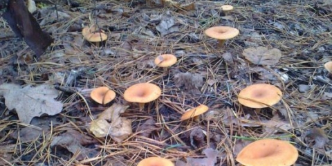 Crveno-smeđi govornik (obrnuti): opis i fotografija