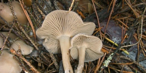 Govorač s blagim mirisom: opis i fotografija