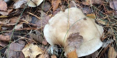 Voštani govornik (ljubi lišće): opis i fotografija