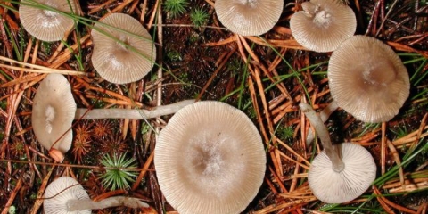 Užljebljen govornik: opis i fotografija