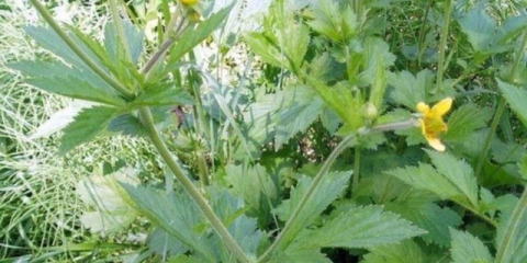 Aleppo šljunak: fotografija i opis, primjena