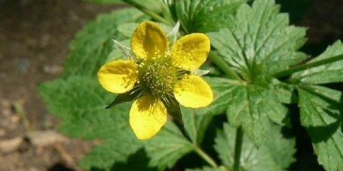 Gradski šljunak: opis sorti, svojstva, primjena