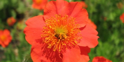 Svijetlo crveni šljunak: fotografija i opis