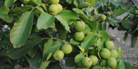 Idealan orah: opis, fotografija, recenzije