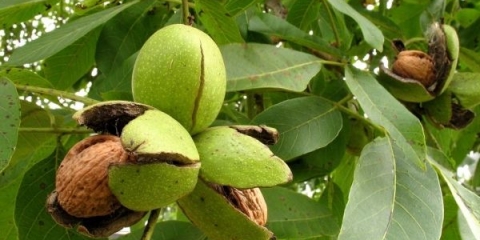 Orah kao drvo na selu