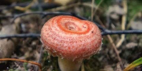 Bijela gljiva (bijeli talas): fotografija i opis