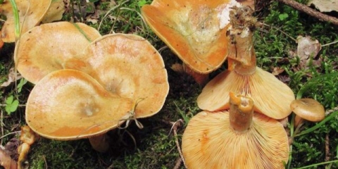 Elovik gljiva (smreka kamelina): fotografija i opis kako soliti i marinirati