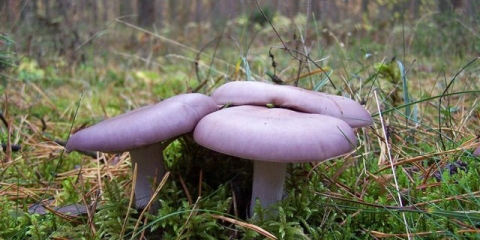 Ljubičasto veslanje gljiva: metode kuhanja, recenzije i fotografije