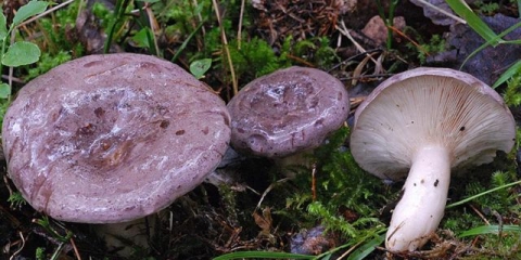 Glatka gljiva: fotografija i opis, recepti za soljenje za zimu