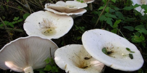 Divovski govornik gljiva: opis i fotografija