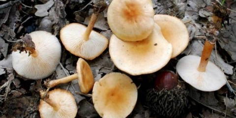 Gljiva kolibija koja voli šumu (običan novac, proljetna gljiva): fotografija i opis kako kuhati