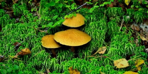 Gljiva gljiva: lažni blizanci, opis i fotografija