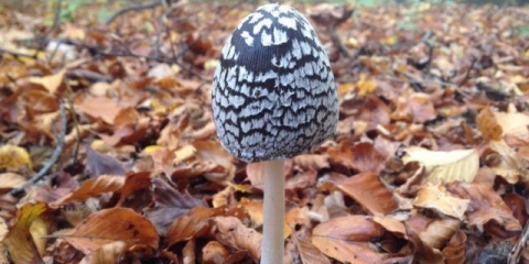 Gljiva balega djetlić: fotografija i opis