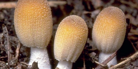 Treperenje gljiva balege: fotografija i opis gljive