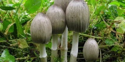 Gljiva balega: kuvanje, kako izgleda i gdje raste