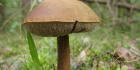 Gljiva obobok: fotografija i opis, kada i gdje raste