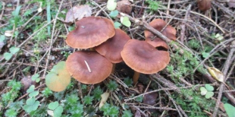 Paukova mreža smeđa (tamnosmeđa): fotografija i opis