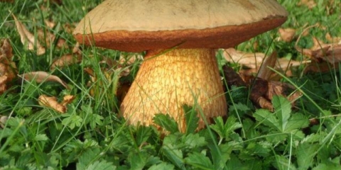 Vrganj: opis i fotografija, vrste, lažni blizanci