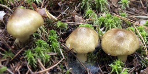 Smrekova gljiva: opis i fotografija