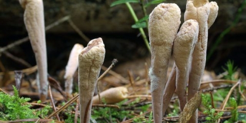 Rogata trska gljiva: opis i fotografija