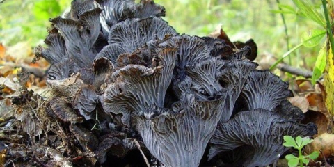 Siva lisička gljiva: opis i recepti, fotografija