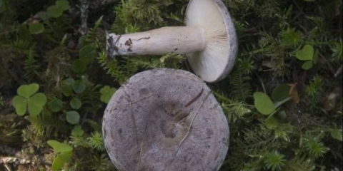 Seruška od gljiva: fotografija i opis, metode kuhanja