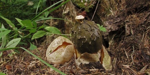 Gljiva setkonoska: fotografija i opis