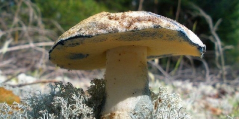 Modrica od gljiva: priprema, fotografija i opis