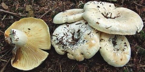 Gljiva violina (skripuny, violinisti, violinisti): fotografija i opis jestivost