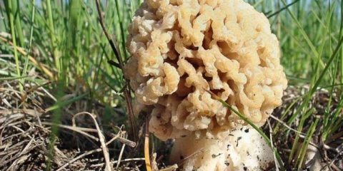 Stepska gljiva smrčka: fotografija i opis