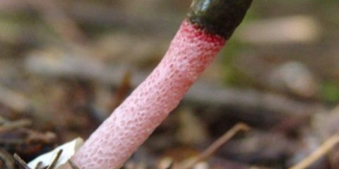 Smrčka smrdljiva gljiva: opis i fotografija